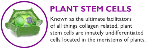 STEM CELL SERUM Anti Aging Real Stem Cell Cultures Matrixyl 3000 Hyaluronic Acid